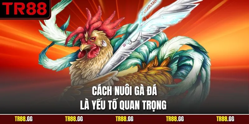 Cách Nuôi Gà Đá là yếu tố quan trọng