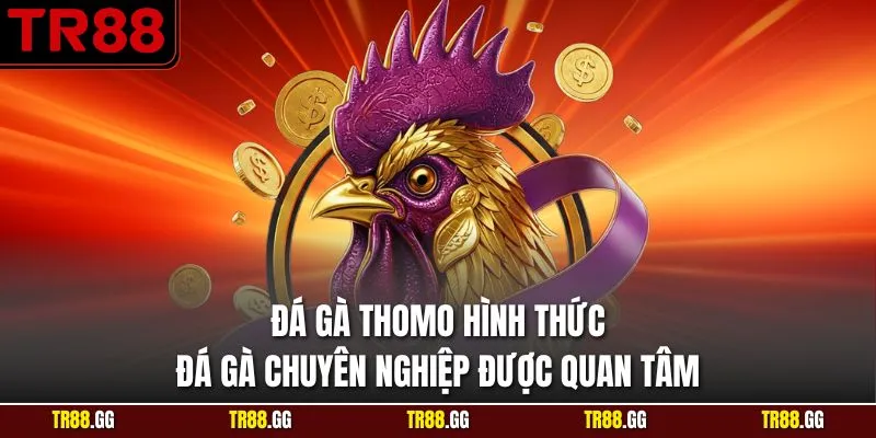 Đá Gà Thomo Hình Thức Đá Gà Chuyên Nghiệp Được Quan Tâm